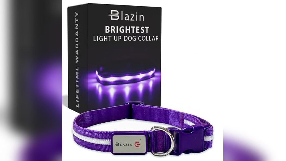 The Best Dog Collar of 2025