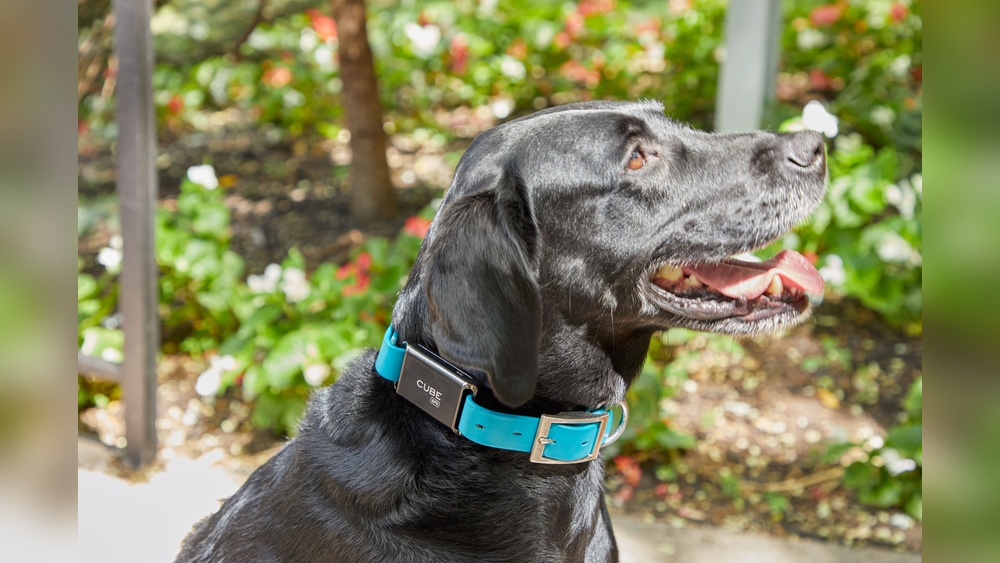 Top 10 Waterproof Dog Gps Trackers